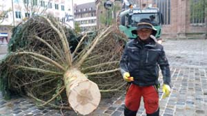 Aufstellung einer 13 Meter hohen Nordmanntanne in der Nürnberger Altstadt Aufstellung einer 13 Meter hohen Nordmanntanne in der Nürnberger Altstadt