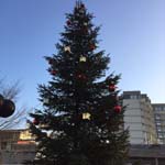 12 Meter Edeltanne in Erlangen 12 Meter Edeltanne in Erlangen