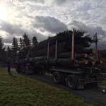 Verladung der großen Bäume im Spessart Verladung der großen Bäume im Spessart